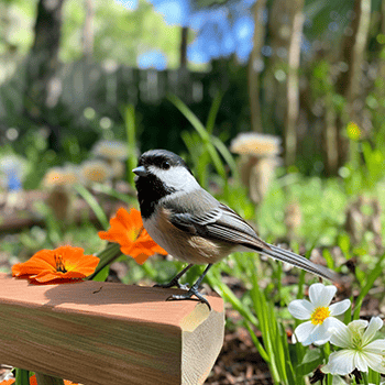 Carolina Chickadee in a pretty Florida backyard