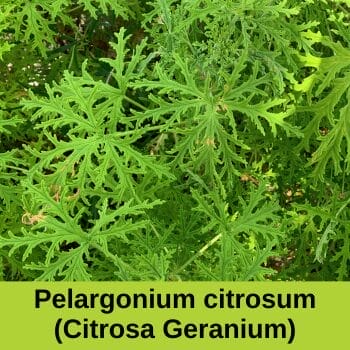 Pelargonium citrosum (citronella geranium plant)