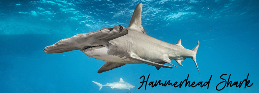 hammerhead shark