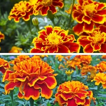 marigolds for the garden