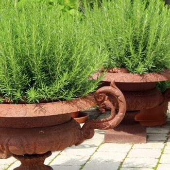 rosemary growing in containers on a sunny patio