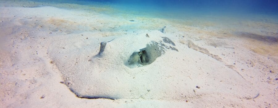 stingray camoflauged in sand