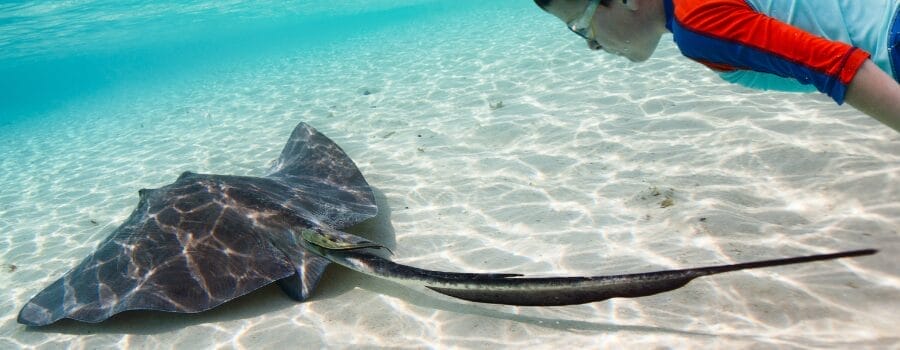 swim with stingrays