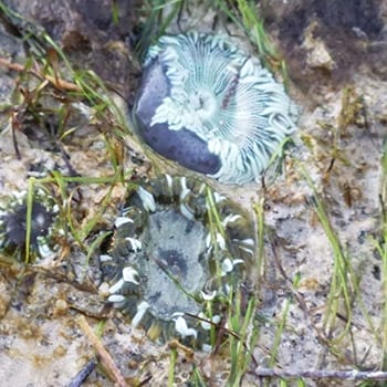 tidal pool near Key West Florida