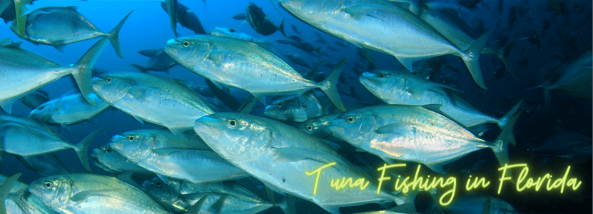 tuna fishing Florida