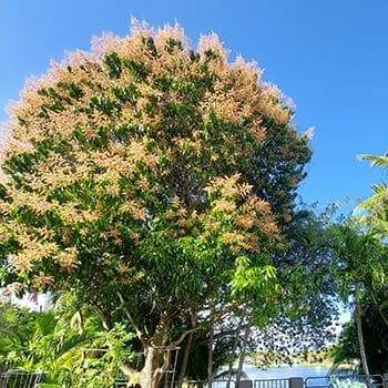 Valencia Pride mango tree blooming in February