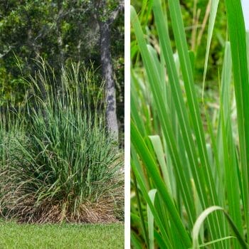 Florida native fakahatchee grass