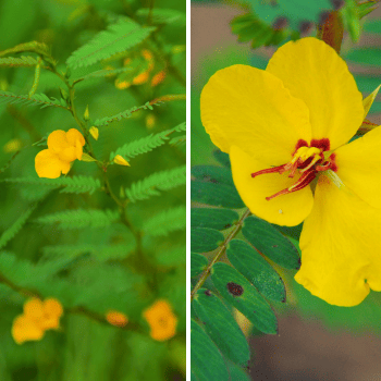 Florida native plant partridge pea