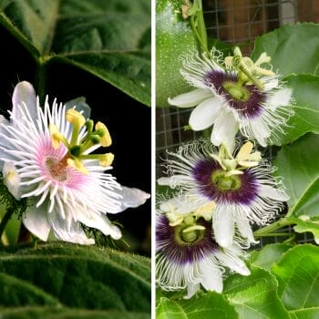 passion flowers native to Florida