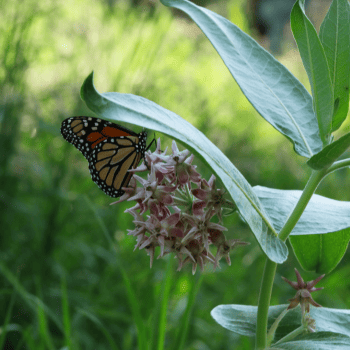 Showy milkweed and monarch butterfly native to Florida