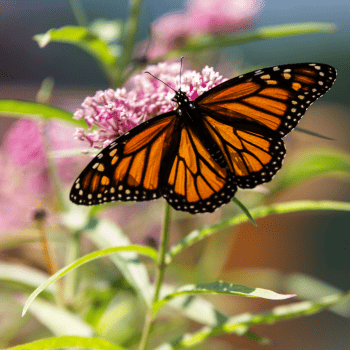 Florida native pink swamp milkweed with monarch butterfly