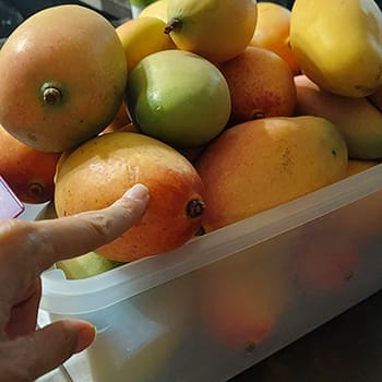 Valencia Pride mango harvest