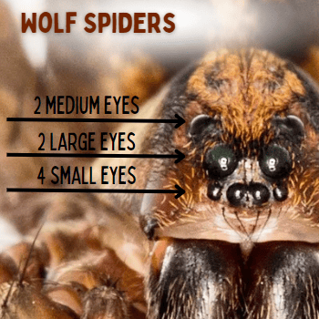 Wolf spiders can be identified by their unique 8 eye pattern