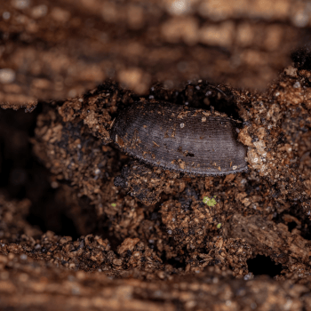 Woods cockroach egg case