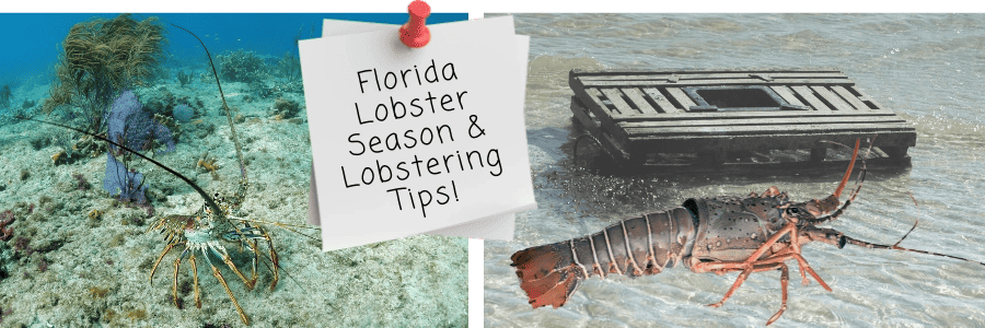 Florida Lobster Season for Beginners plus Lobstering Tips