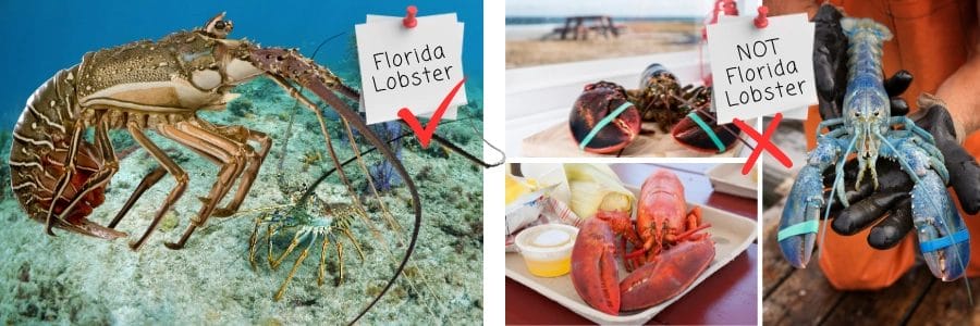 Florida Spiny Lobster vs Other Lobster