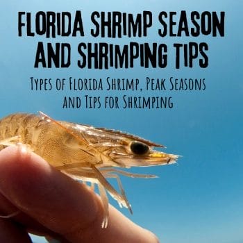 Florida Shrimp Season and Shrimping Tips