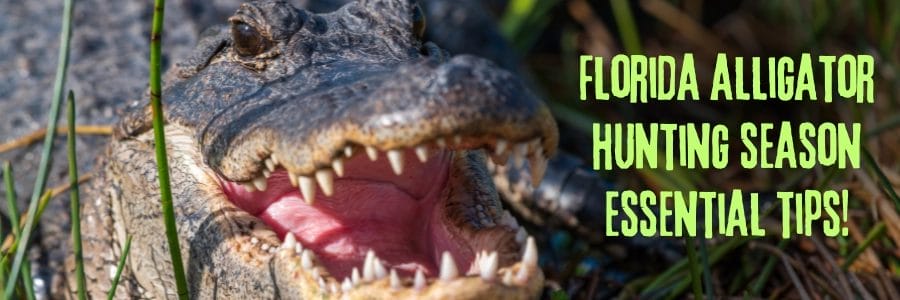 Florida Alligator Hunting Season essential tips!