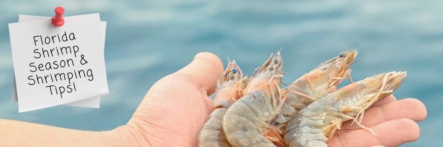 Florida shrimp season and shrimping tips