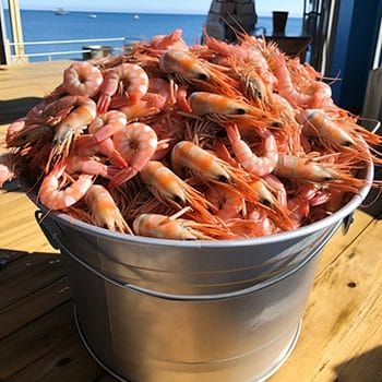 Key West pink shrimp in a bucket during Florida Shrimp Season