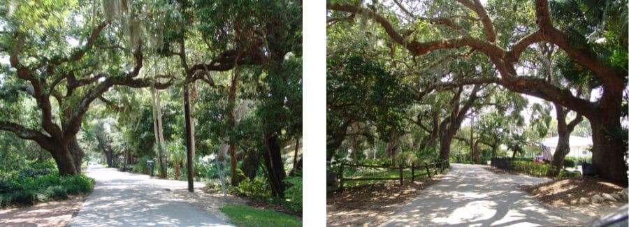 Massive Oak Trees in Ormond Beach Florida