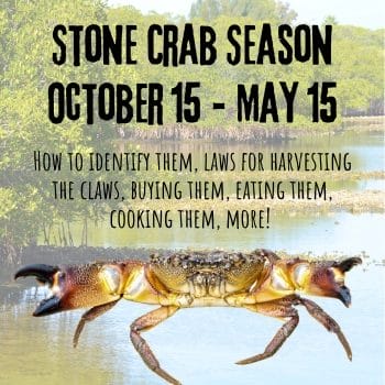 Stone Crab Season and tips