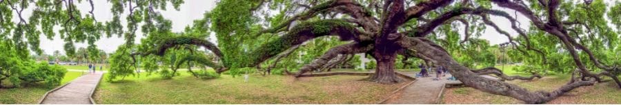 The Treaty Tree historic oak tree of Jacksonville Florida