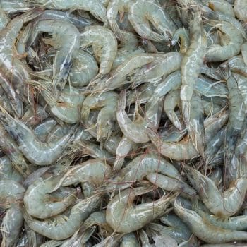 gulf white shrimp during Florida shrimp season