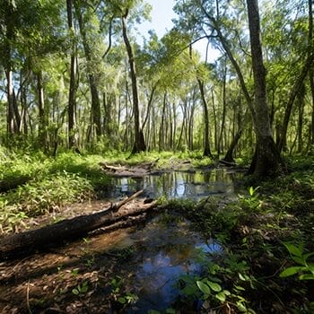 Florida wooded swamp habitat liked by Florida owls