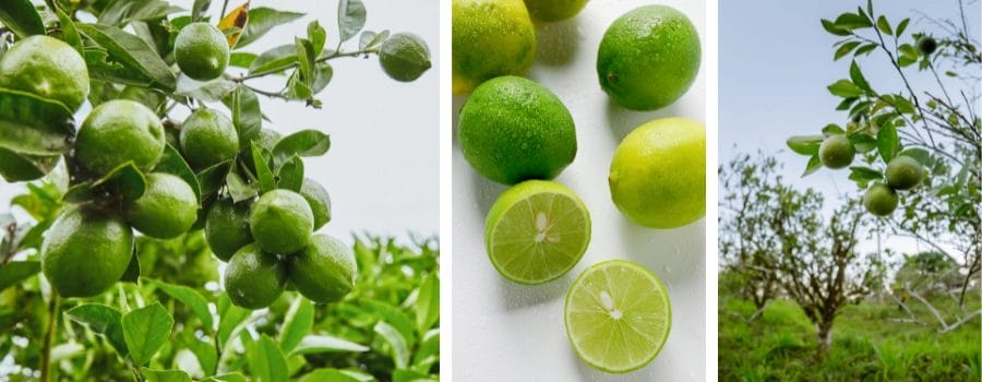 growing key limes at home